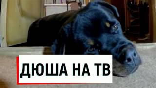 РОТВЕЙЛЕР ДЮША СОБИРАЕТСЯ НА ТВ.воспитание и дрессировка собаки РОТВЕЙЛЕР ДЮША СОБИРАЕТСЯ НА ТВ.воспитание и дрессировка собаки