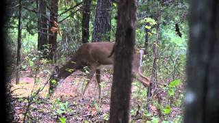 Crossbow Deer Hunt with Incredible Slow Motion Shot