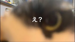 仏の顔も三度まで。おかみの場合は2回まで…ってひーちゃん聞いてる？