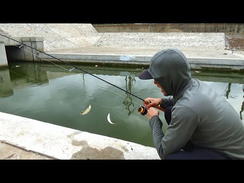 Video Lần Đầu Câu Cá Mương Bằng Thẻo Lưỡi Phản Quang Là Đây... - youtube