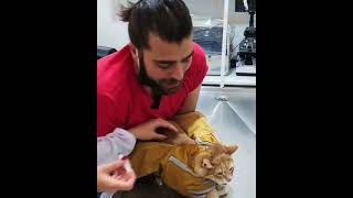 CAT 😺😺😺😺😺😺😺 INJECTION FUN Video WHATSAPP STATUS screenshot 1