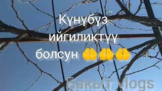 Кутман күн - "Пайдалуу кеңеш", - Чубак аажы, "Сахар оорусунан 25 күндө, кантип кутулууга болот" 🍇📚📝