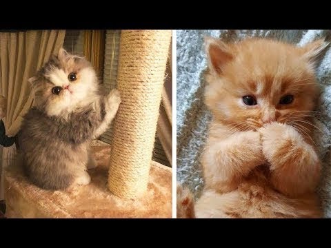 funny cats sleeping in weird positions compilation 2014 funnyplox Cute Moment of the Animals - Funny Baby Animals Videos Compilation