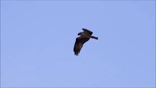Osprey hovering