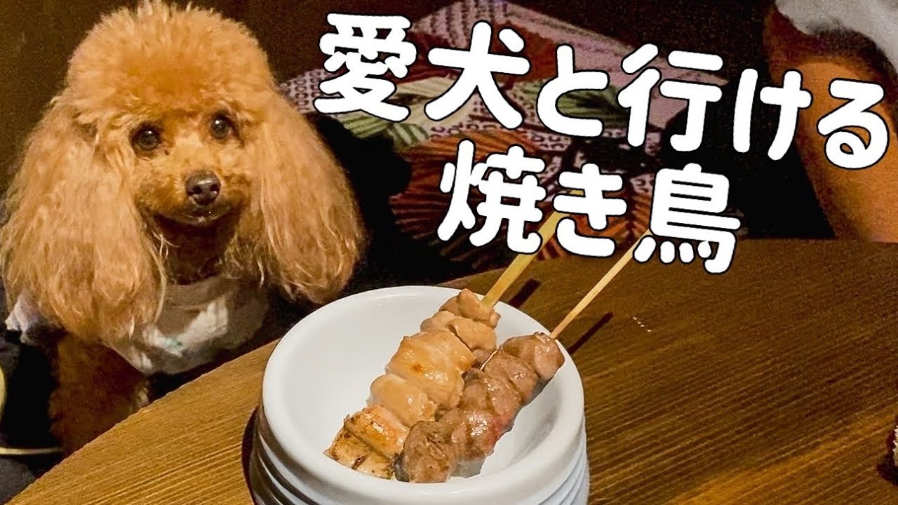愛犬と行ける焼き鳥屋さんへ！わんこメニューに愛犬も大歓喜✨【中目黒】