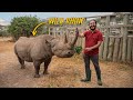 Is Ol Pejeta better than Masai Mara??? Kenya Travel (The largest rhino sanctuary in the East Africa)