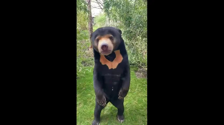 Sun Bear stands on hind feet in humanlike manner