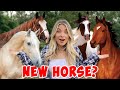 I Tried Out a NEW HORSE!