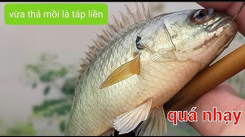 Câu cá rô đồng cá ăn không kịp móc mồi cả nhà ơi ,# youtube, câu cá hóc môn