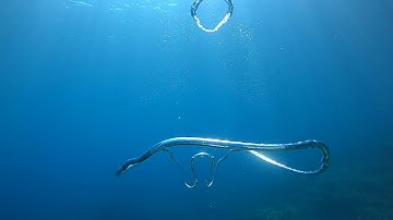 Bubble Rings Collide In Slowmotion