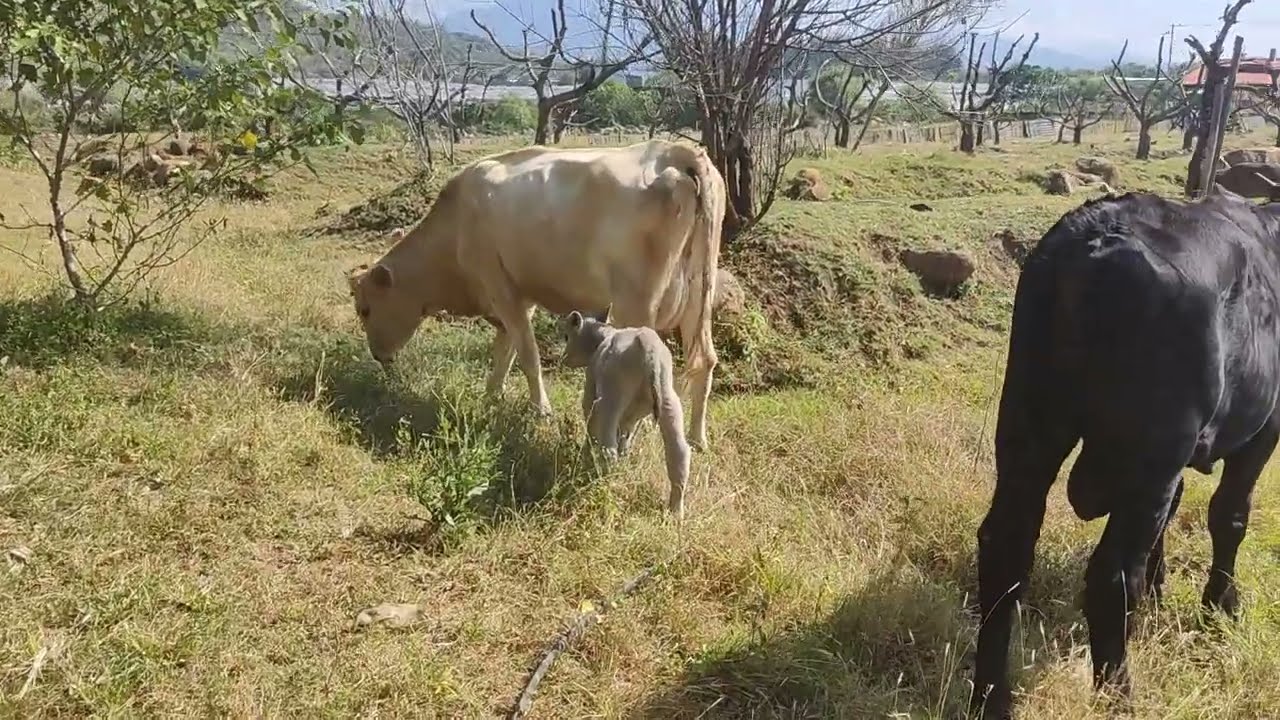 Nació la Vainillitaaaaaa!!!!!