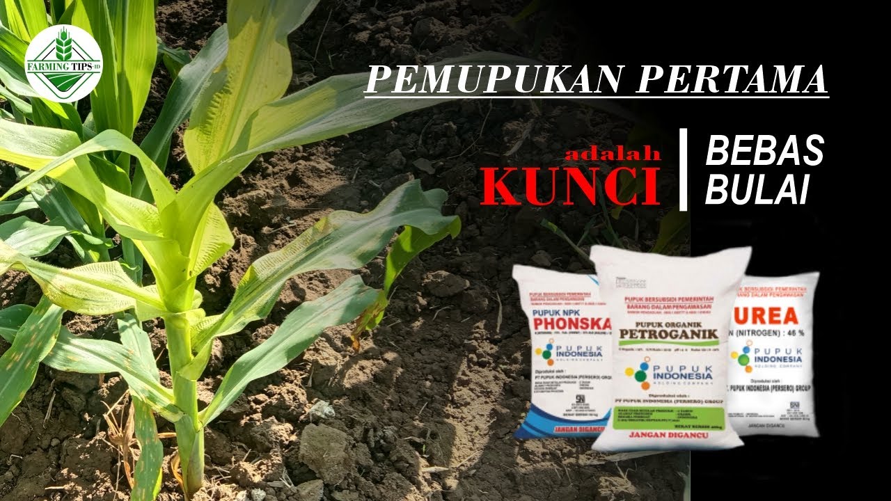 TIPS - PEMUPUKAN PERTAMA, KUNCI BEBAS BULAI