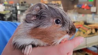 Guinea Pig Rescue Live in Action