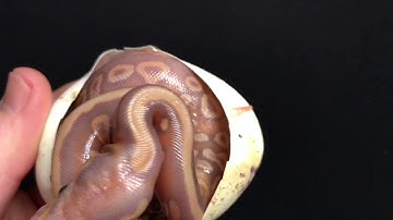 Banana Phantom Het Clown