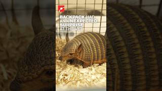 Armadillo Vet Shock: We Got the Gender Wrong