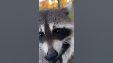 Raccoon Becomes Instagram Influencer After Phone Heist Gone Wrong