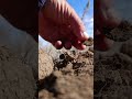 #metaldetecting #клад #рекомендации #рек #монета #монеты #coin