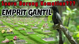 SUARA BURUNG EMPRIT GANTIL MP3