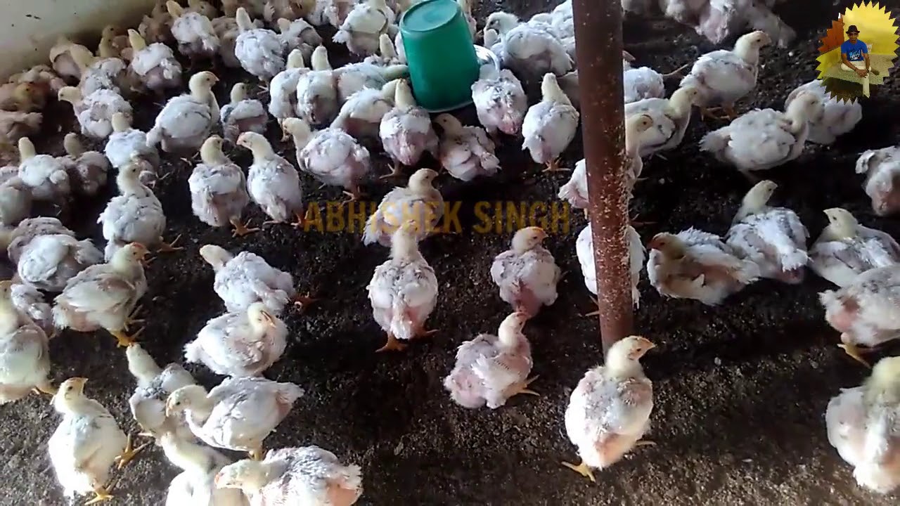 how to maximize your profit in poultry farming