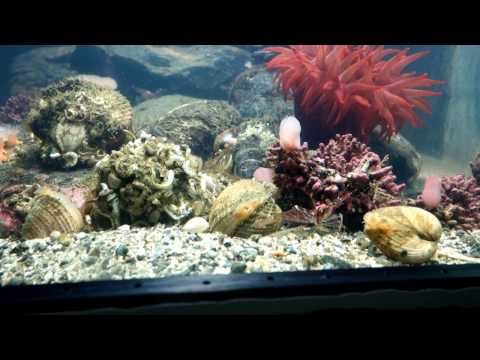 Video: Hvad Er De Bedste Fisk Til Et Coldwater Marine Aquarium?