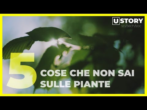 Video: Incredibili Capacità Delle Piante