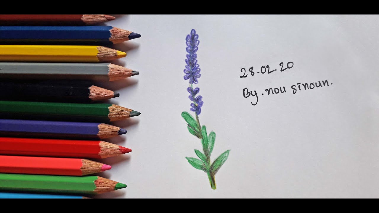 How To Draw Lavender Flower