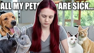 Pet Update - All My Pets Are Sick...