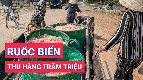 Ngư dân Quảng Trị được mùa ruốc biển, thu hàng trăm triệu