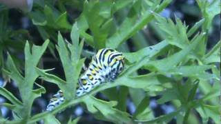 Swallowtail caterpillar extruding horns