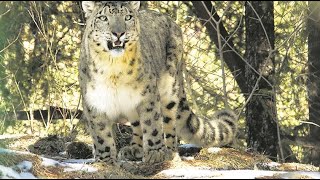 Zoo Culture | All lives really matter | Freedom vs captivity, is it Man vs Wild Or Man with Wild
