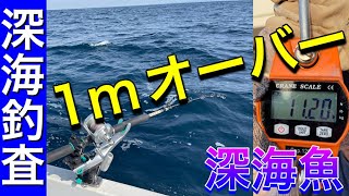 相模湾の深海からメーターオーバーの怪魚が姿を現した １０ｋｇ越え Youtube