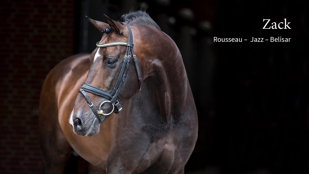 Retour à la compétition pour Blue Hors Zack