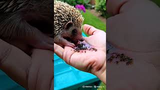 Hedgehog Saved From Deadly Flystrike Watch This Tiny Fighters Incredible Recovery