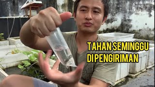 Tips for packing guppies safely on the road