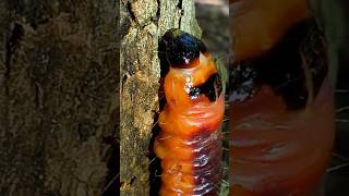 Cossus Cossus - Meet the Giant GOAT MOTH Caterpillar! 🐛 #shorts
