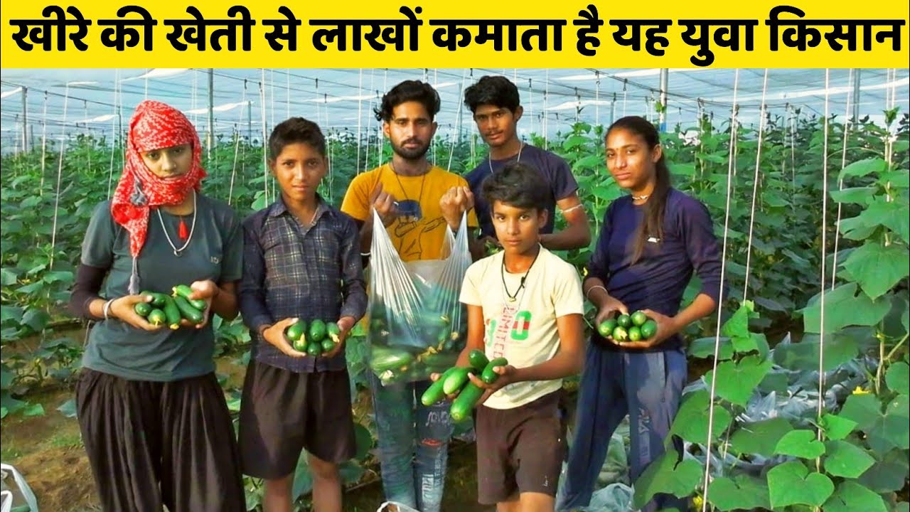 net house mein khire ki kheti net house me kheera ki kheti khira