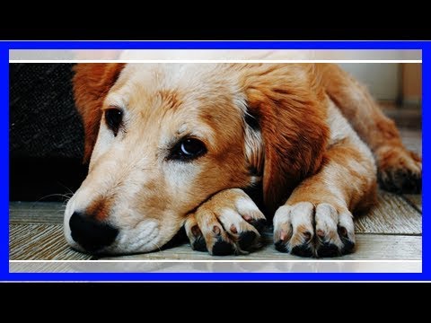 Video: Wo Kann Man Einen Streunenden Hund Abgeben?