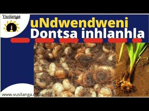 uNdwendweni, iGotyibe, uNtombizibelethene