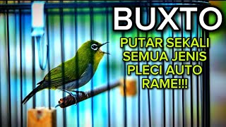 PLEXI BUXTO GACOR DI PAGI HARI🔥COCOK BUAT PANCINGAN