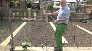 Green Shorts - How to Grow Runner Beans