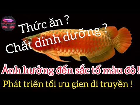 Video: Làm thế nào thường làm chim cút đẻ trứng?