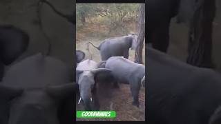 Стадо слонов прячет от опасности слонят #животные #слон #слоненок #shorts