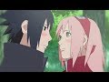 Sasusaku  cherry blossoms 