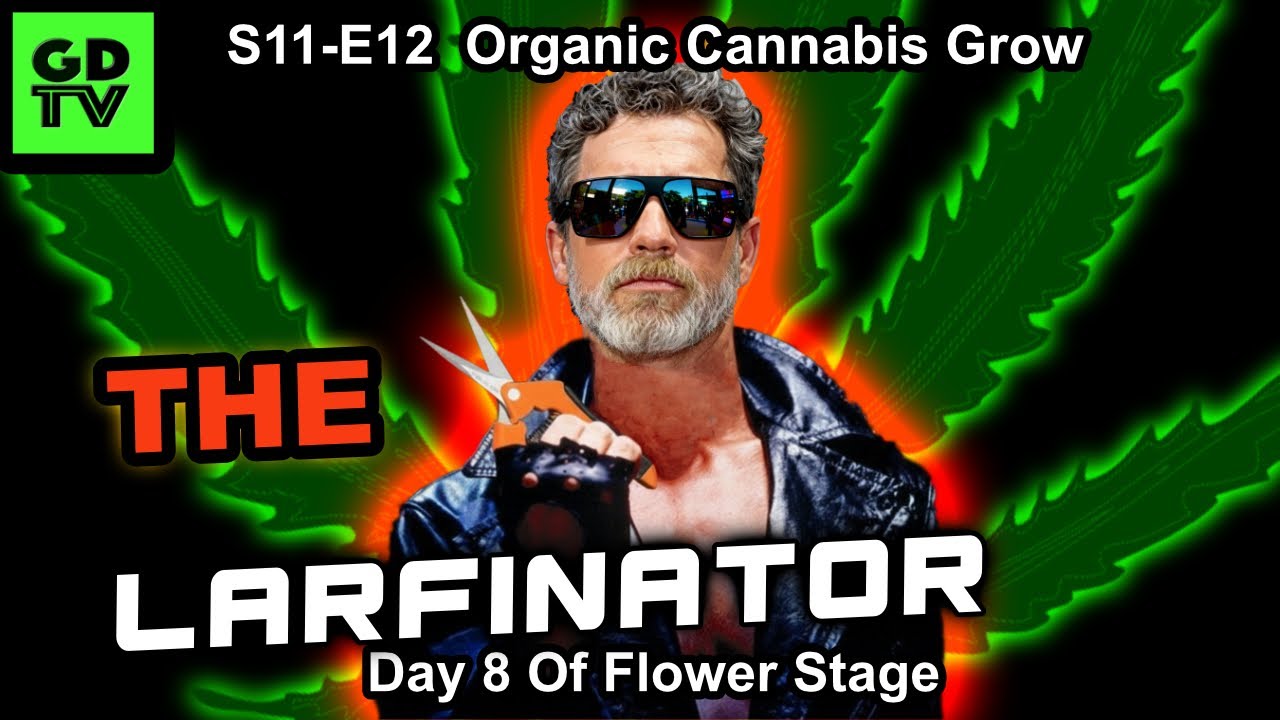 S11-E12 - Day 8 of Flower - Cannabis Grow –ELIMINATING LARF! Mars Hydro FC4000 EVO