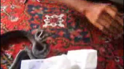 murray darling python