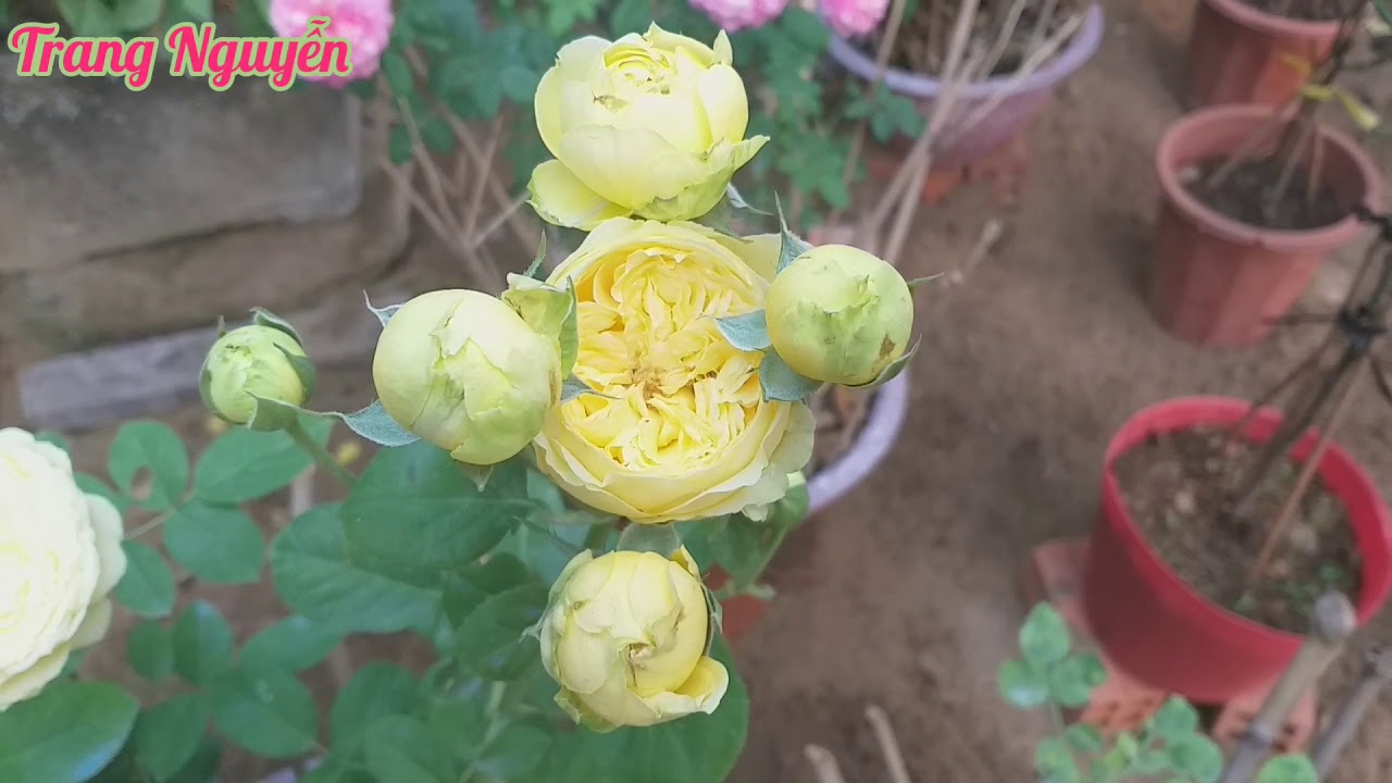 Ngắm nhìn vẻ đẹp Catalina Rose