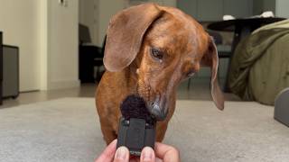 Full A mini dachshund's tippy tappy toes! 🐾 News