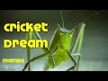 What does  cricketdream meaning  dream interpretation  dreaminh of cricket