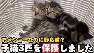 野良のアメショー子猫と母猫を一緒に保護しました