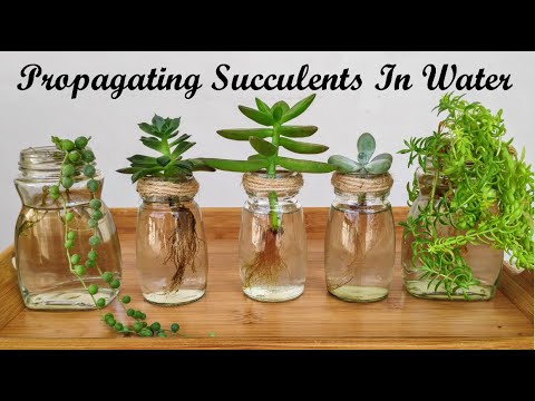 Fast And Easy Way To Propagate Succulent In Water | Succulent Water Propagation